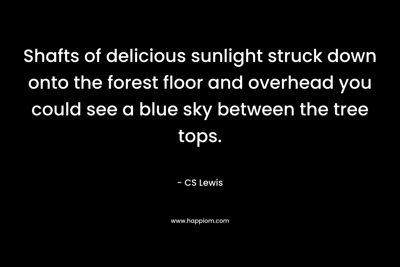Shafts of delicious sunlight struck down onto the forest floor and overhead you could see a blue sky between the tree tops.