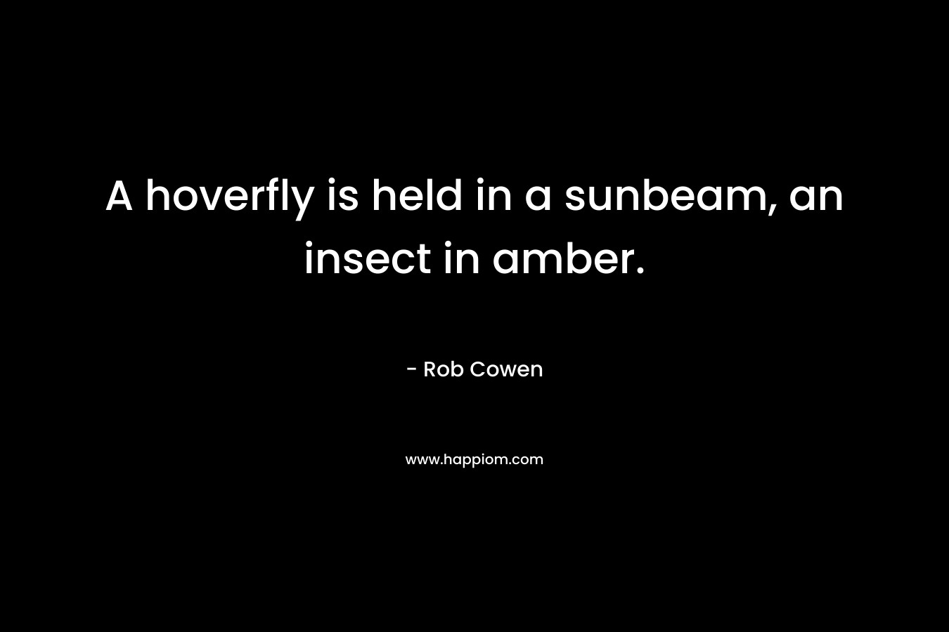 A hoverfly is held in a sunbeam, an insect in amber. – Rob Cowen