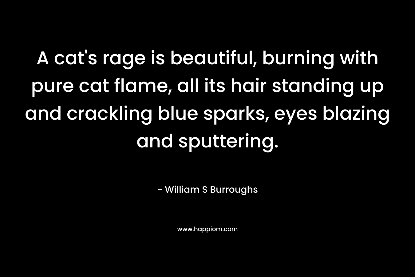 A cat’s rage is beautiful, burning with pure cat flame, all its hair standing up and crackling blue sparks, eyes blazing and sputtering. – William S Burroughs
